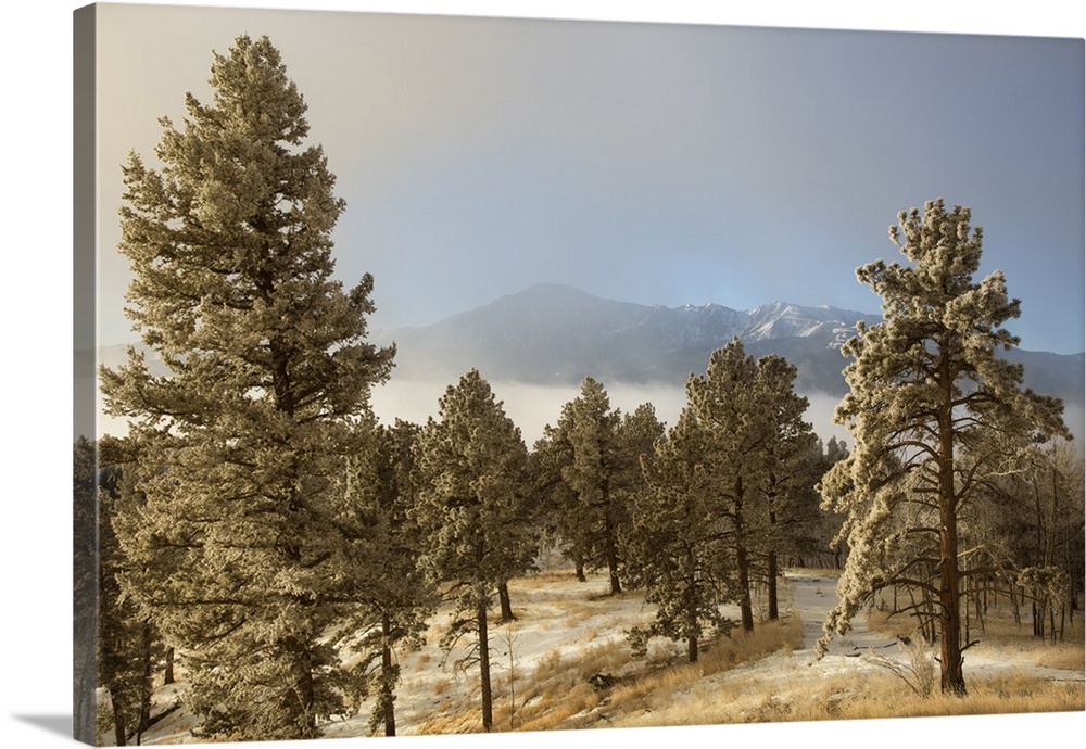 USA, Colorado, Pike National Forest. Frost on Ponderosa Pine trees.