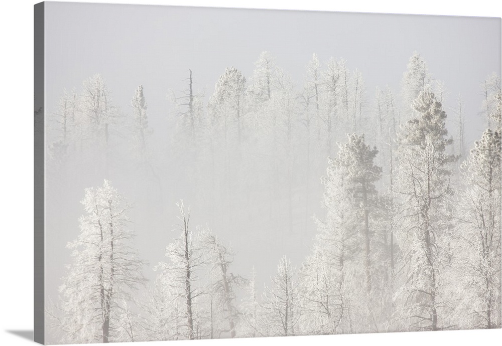 USA, Colorado, Pike National Forest. Trees with hoarfrost in fog.