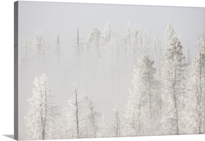 Colorado, Pike National Forest. Trees with hoarfrost in fog