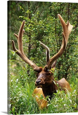 Colorado: Rocky Mountain National Park, male elk with six-tine rack