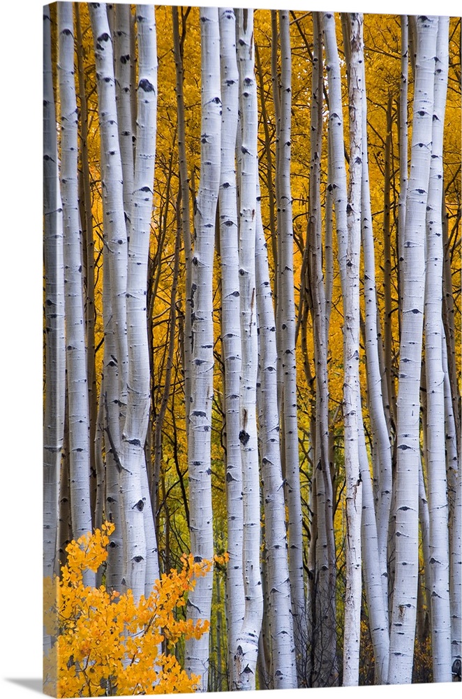 USA, Colorado, Rocky Mountains.  Intimate scene of aspen forest in fall.