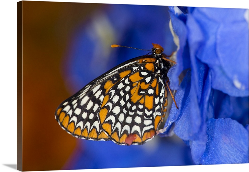 Colorful Baltimore Checkered Spot Butterfly.