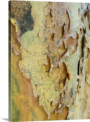 Colorful Bark On A Tree In A Garden