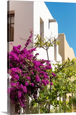 Colorful Display Of Bougainvillea On Building Against Bright Blue Sky, Loreto, Mexico
