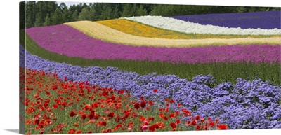 Colorful Flowers In The Lavender Farm, Furano, Hokkaido Prefecture, Japan