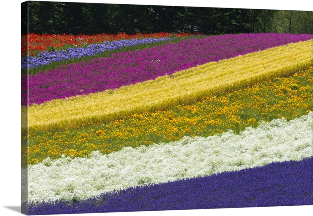 Colorful flowers in the lavender farm, Furano, Hokkaido Prefecture, Japan