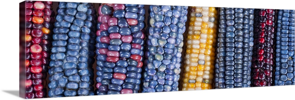 Ears of Native American corn (Zea mays) including Hopi Blue, Vadito Blue, Escondido Blue, Painted Mountain and other varie...