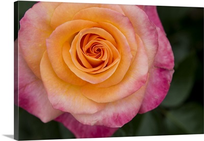 Colorful Pink And Yellow Rose