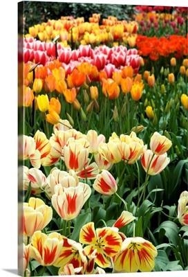 Colorful tulips in the Keukenhof Gardens, Lisse, Netherlands