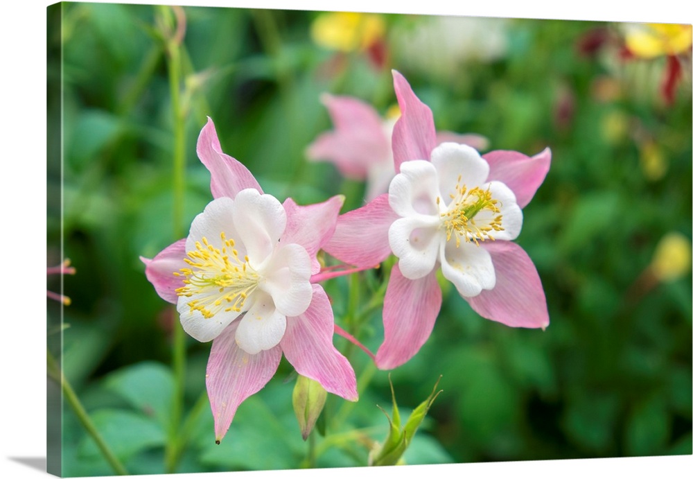 Columbine flowers, USA.