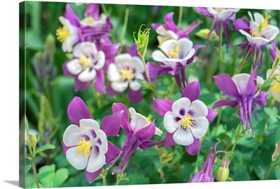 Columbine Flowers, USA