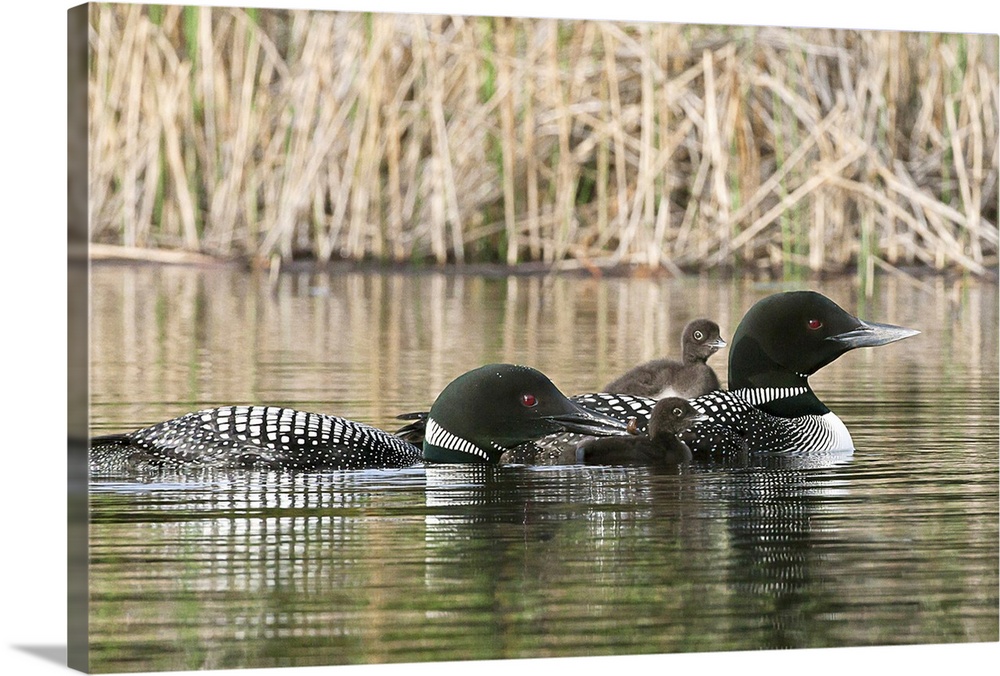 North America, Canada, British Columbia. Common Loon, (Gavia immer) family. One adult loon is giving an aquatic insect to ...