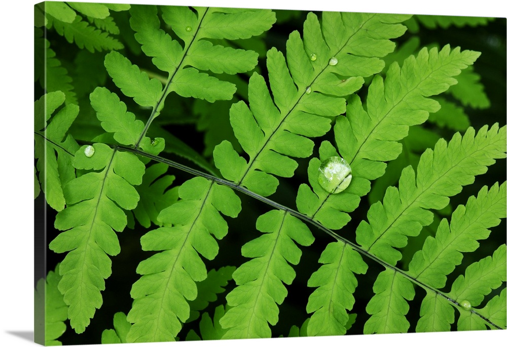 Common Oak Fern, Northern Oak Fern (Gymnocarpium dryopteris)