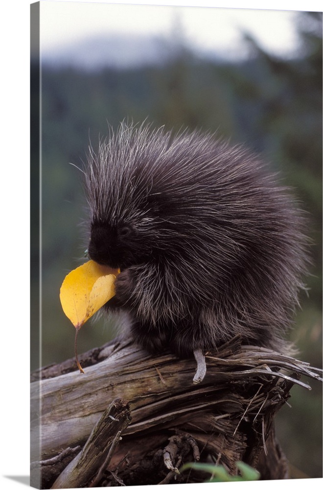 Common porcupine (Erethizon dorsatum) eating a cottonwood tree leaf in the foothills of the Takshanuk mountains, northern ...
