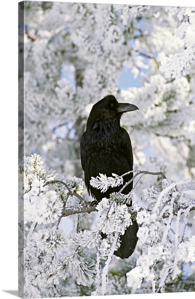 North America, USA, Wyoming, Yellowstone National Park. A Common Raven (Corvus corax) in winter.