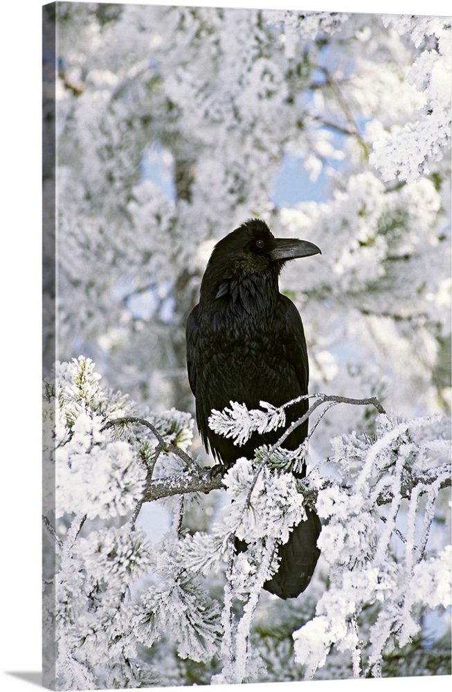 Common raven sitting on frozen branch, Yellowstone National Park