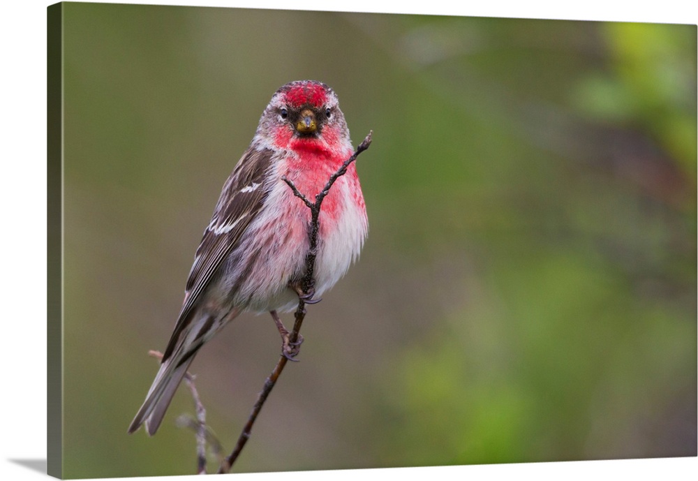 Common Red Poll.