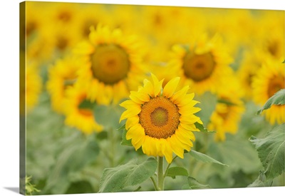 Common Sunflower, Helianthus Annuus