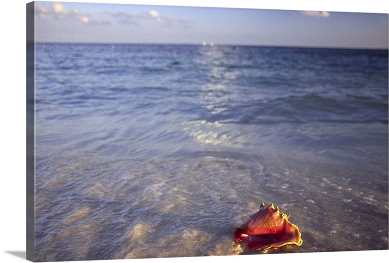 Conch Shell on the beach on Grand Bahama Island, Bahamas Great Big Canvas