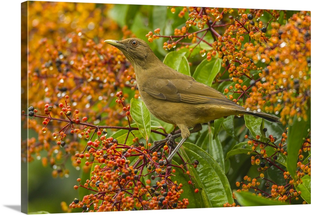 Costa Rica, Arenal. Clay-colored thrush and berries. Credit: Cathy & Gordon Illg / Jaynes Gallery