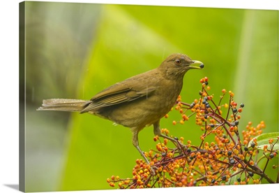 Costa Rica, Arenal, Clay-Colored Thrush Feeding