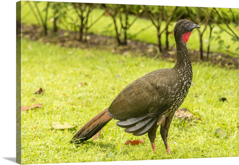 Costa Rica, Arenal. Crested guan on ground. Credit: Cathy & Gordon Illg / Jaynes Gallery