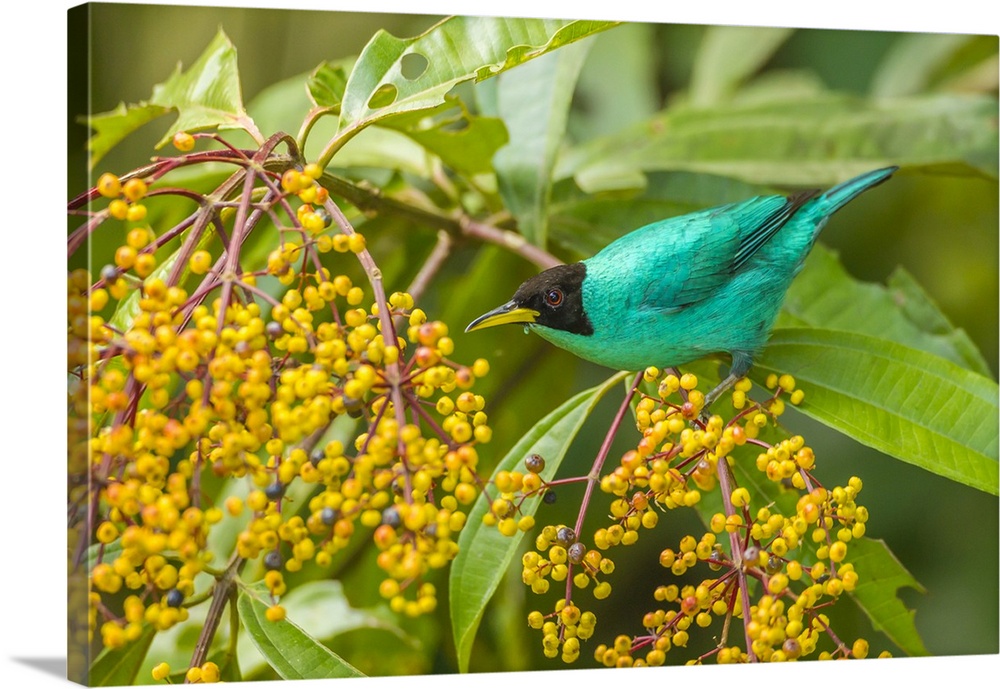 Costa Rica, Arenal. Green honeycreeper and berries. Credit: Cathy & Gordon Illg / Jaynes Gallery