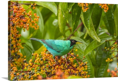 Costa Rica, Arenal, Green Honeycreeper And Berries