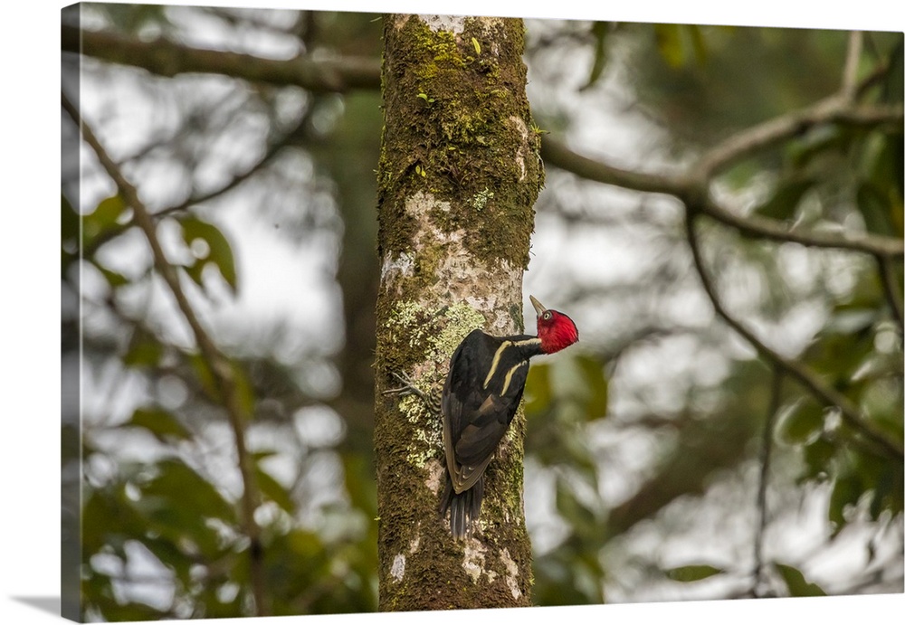 Costa Rica, Arenal. Pale-billed woodpecker on tree. Credit: Cathy & Gordon Illg / Jaynes Gallery