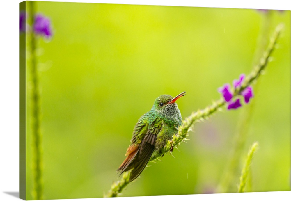 Costa Rica, Arenal. Rufous-tailed hummingbird and vervain flower. Credit: Cathy & Gordon Illg / Jaynes Gallery