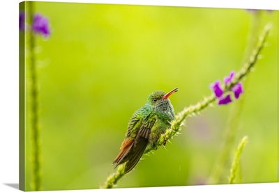Costa Rica, Arenal, Rufous-Tailed Hummingbird And Vervain Flower