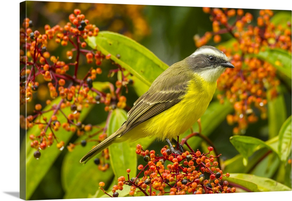Costa Rica, Arenal. Social flycatcher close-up. Credit: Cathy & Gordon Illg / Jaynes Gallery