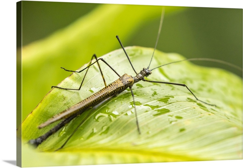 Costa Rica, Arenal, Walkingstick Insect On Leaf | Great Big Canvas