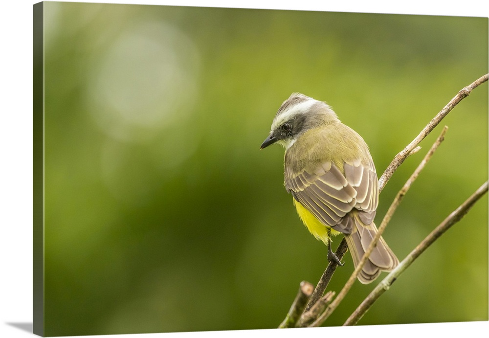 Costa Rica, Arenal. White-ringed flycatcher on limb. Credit: Cathy & Gordon Illg / Jaynes Gallery