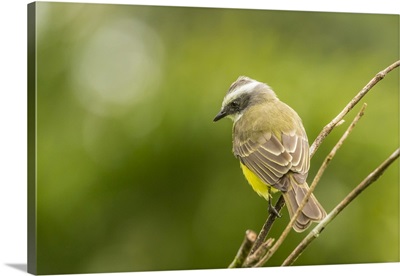 Costa Rica, Arenal, White-Ringed Flycatcher On Limb