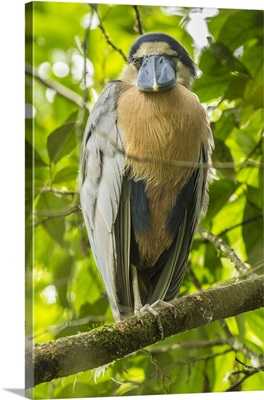 Costa Rica, Boat-Billed Heron Close-Up