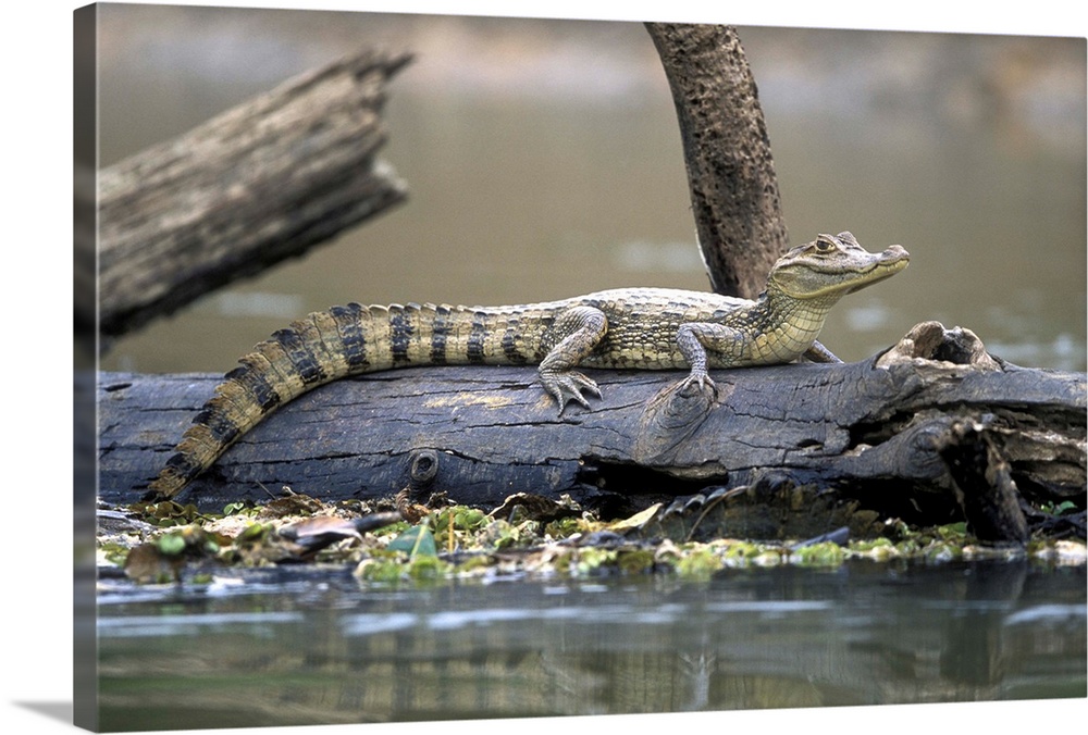 Costa Rica, Cano Negro Wildlife Refuge, Spectacled Caiman (Caiman crocodilus) rests on tree trunk in small stream.