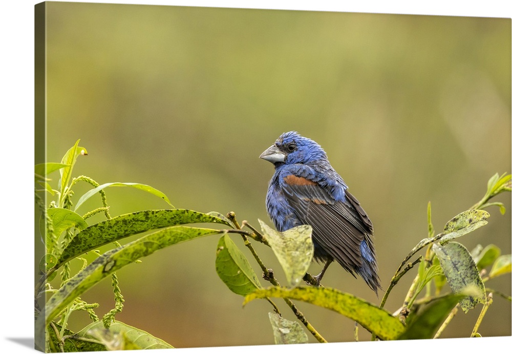 Costa Rica, La Paz River Valley, La Paz Waterfall Garden. Captive blue grosbeak on limb. Credit: Cathy & Gordon Illg / Jay...