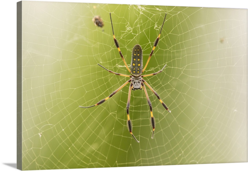 Costa Rica. Female orb weaver spider and web. Credit: Cathy & Gordon Illg / Jaynes Gallery
