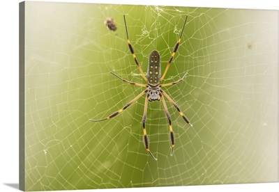 Costa Rica, Female Orb Weaver Spider And Web