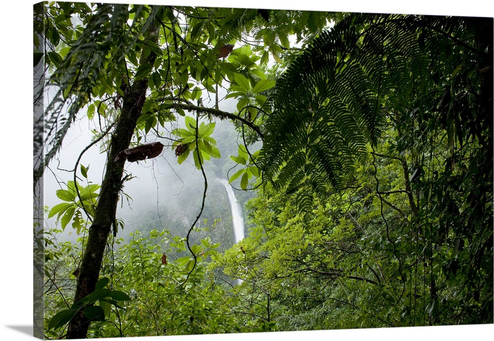 Art print POSTER CANVAS Costa Rican Rainforest 