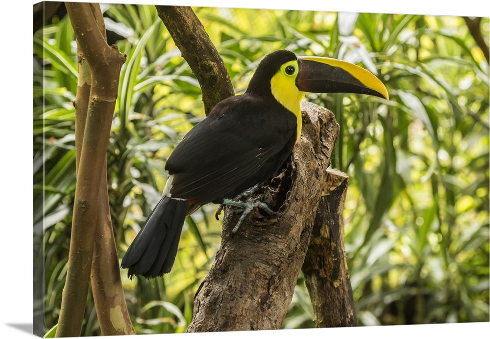 Costa Rica, La Paz River Valley. Captive black-mandibled toucan on tree. Credit: Cathy & Gordon Illg / Jaynes Gallery