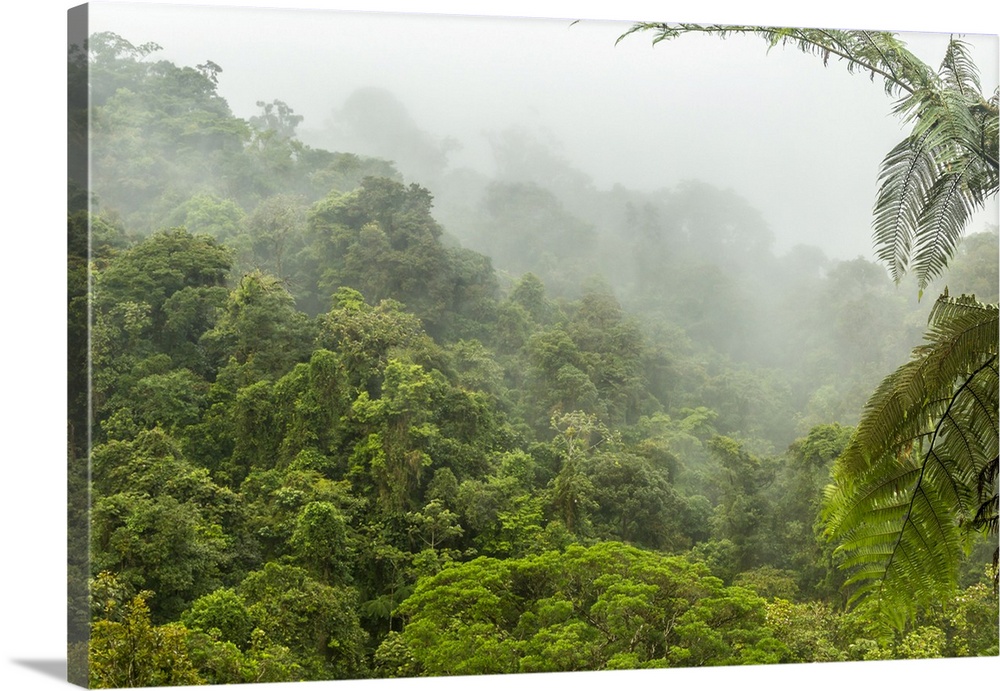 Costa Rica, La Paz River Valley, La Paz Waterfall Garden. Fog over rainforest. Credit: Cathy & Gordon Illg / Jaynes Gallery