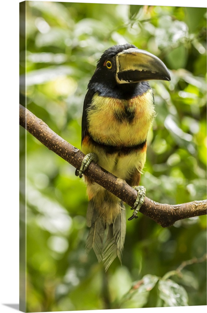 Costa Rica, La Selva Biological Research Station. Collared aricari on limb. Credit: Cathy & Gordon Illg / Jaynes Gallery