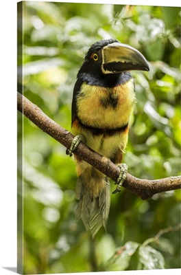 Costa Rica, La Selva Biological Research Station, Collared Aricari On Limb