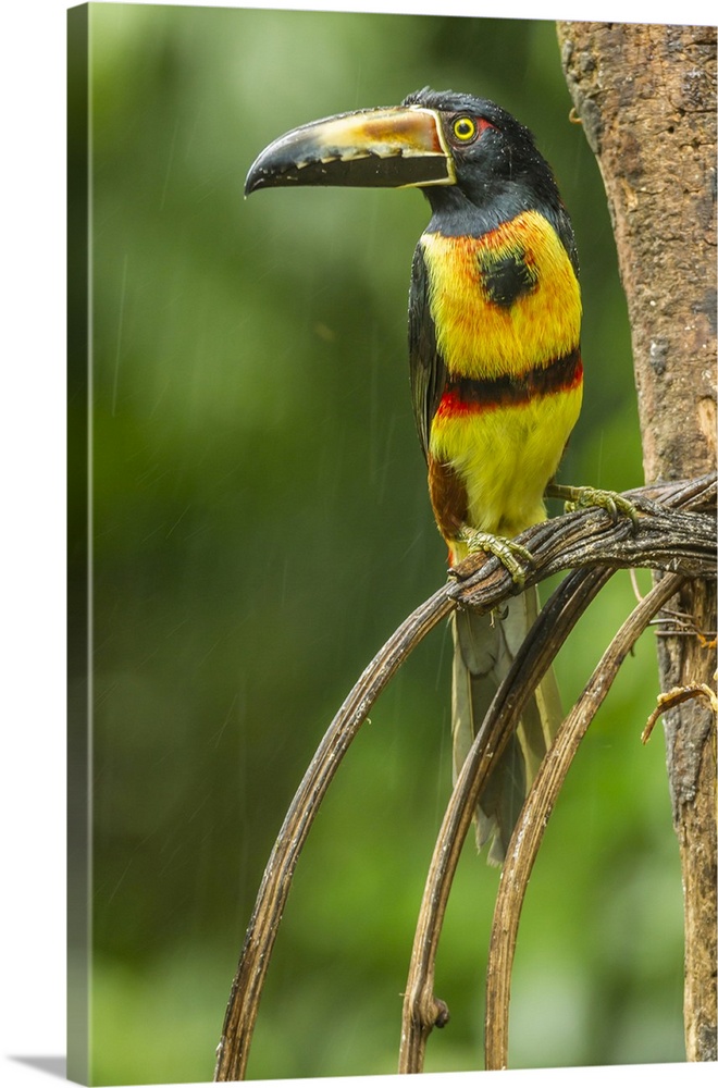 Costa Rica, La Selva Biological Research Station. Collared aricari on limb. Credit: Cathy & Gordon Illg / Jaynes Gallery