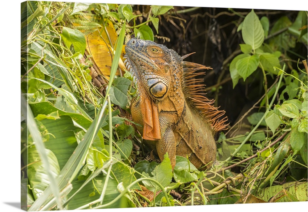 Costa Rica, La Selva Biological Research Station. Green iguana close-up. Credit: Cathy & Gordon Illg / Jaynes Gallery