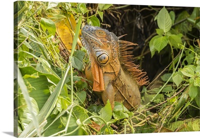 Costa Rica, La Selva Biological Research Station, Green Iguana Close-Up
