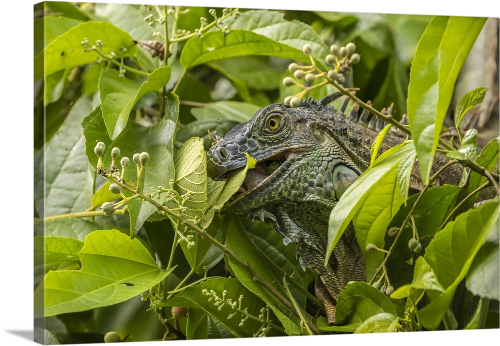 Costa Rica, La Selva Biological Research Station. Green iguana feeding. Credit: Cathy & Gordon Illg / Jaynes Gallery