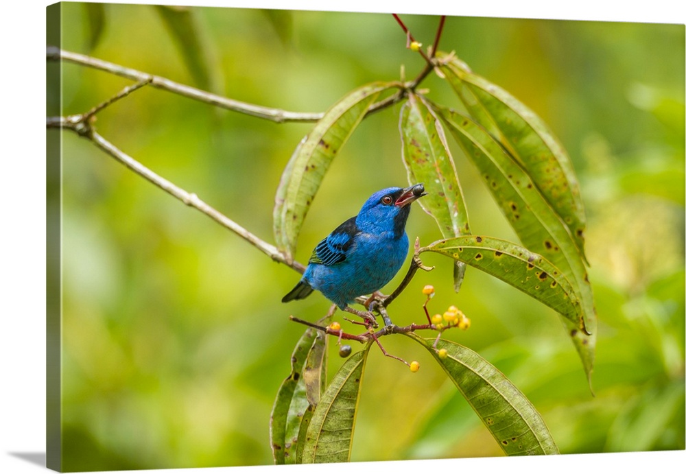 Costa Rica, La Selva Biological Station. Blue dacnis bird feeding. Credit: Cathy & Gordon Illg / Jaynes Gallery